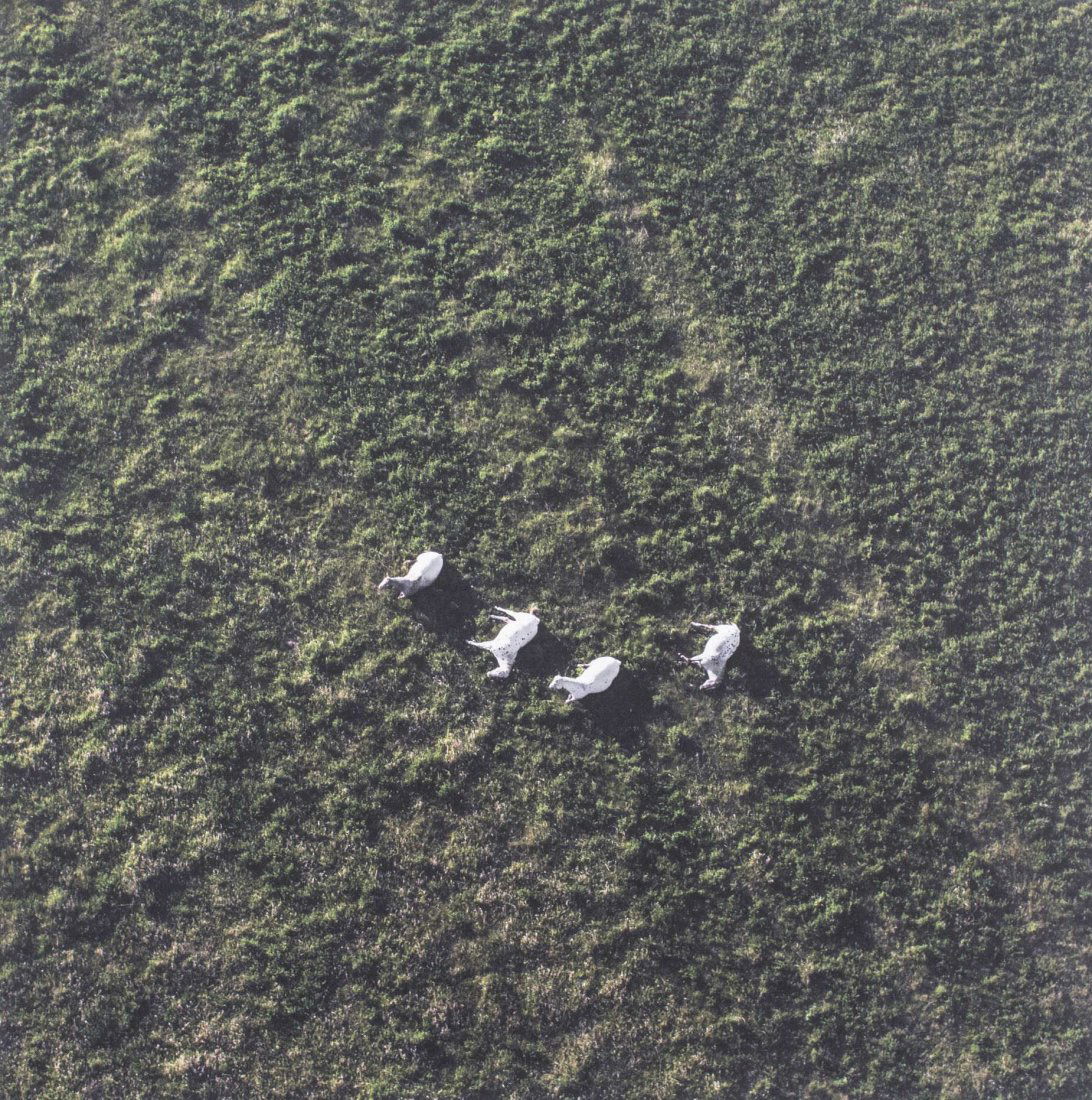 Terry Evans (American, 20th Century): Appaloosas. Digital print, 21st century. Signed and numbered 1/115 on verso. Image size 20 x 20 inches. Unframed. Notice to bidders: Condition reports and additional photographs are provided by reques