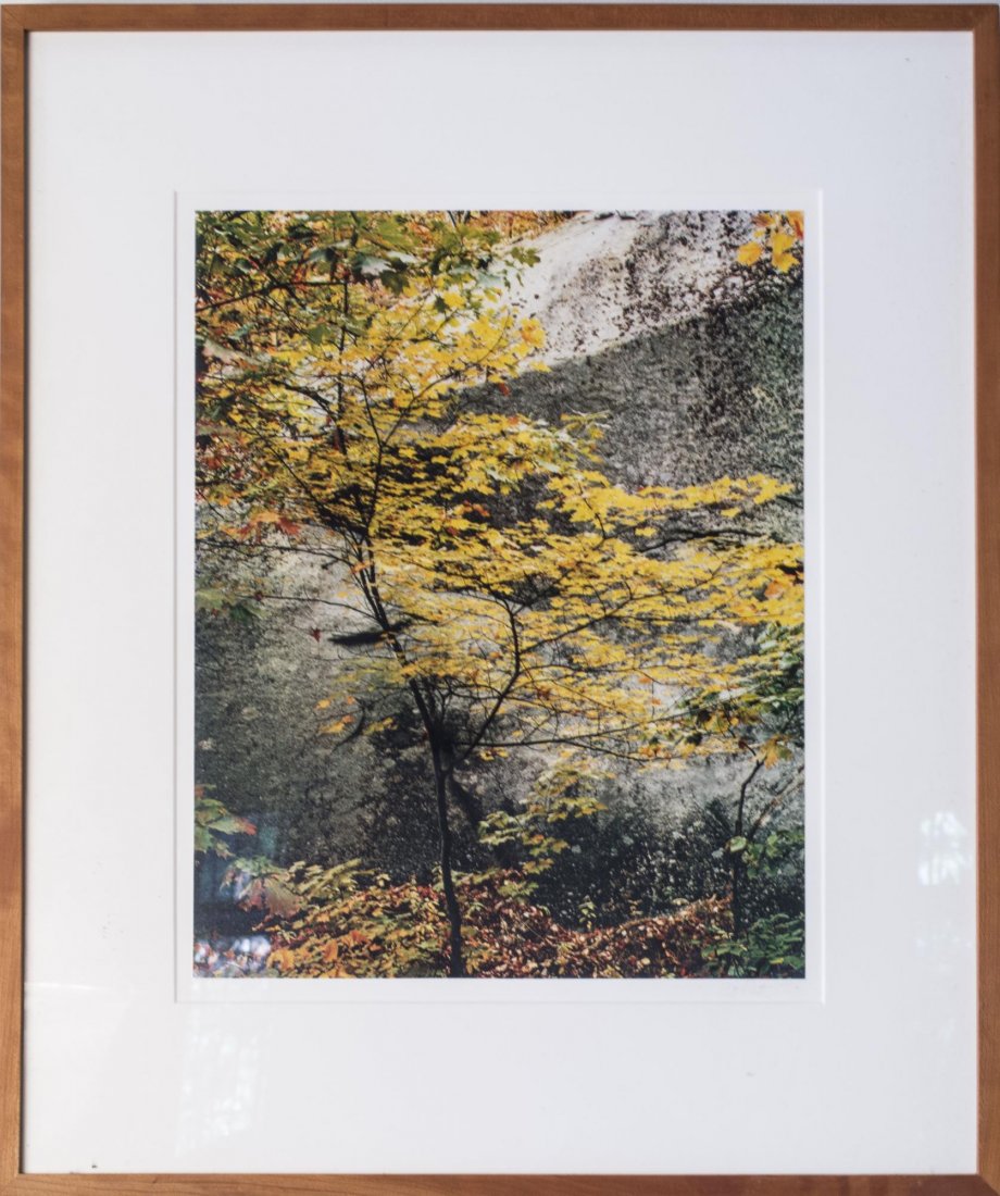Eliot Porter (American, 1901-1990): Maple Sapling and Rock, Passaconaway New Hampshire, 1953 (From In Wilderness). Dye transfer print, 1953. Printed 1981 from an edition of 300. Signed in pencil (LR). Stamped on the reverse: 'The print