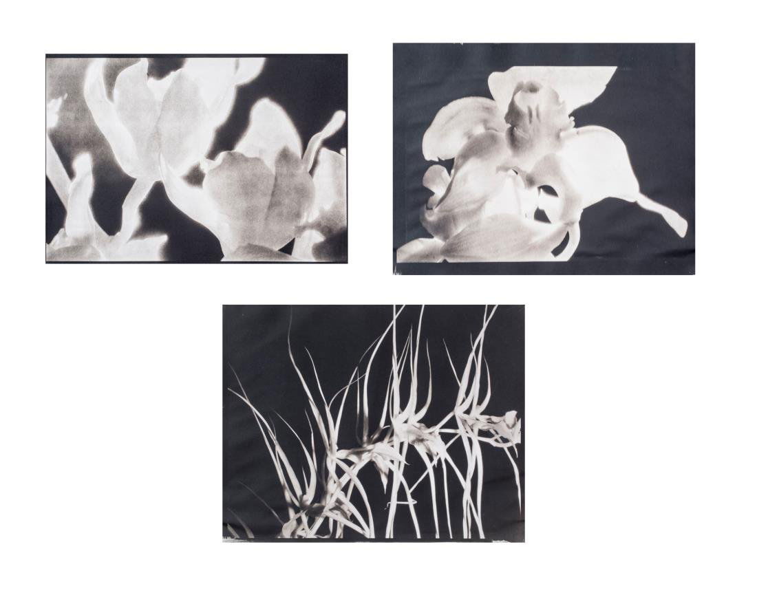 Three Photographs by Diane Tuft: Diane Tuft (American, 20th/21st Century). Untitled (Flowers). Each individually printed platinum on paper, 2000. Each from edition of 25. Signed, dated and numbered on the verso. Sheet size 19 x 12.5