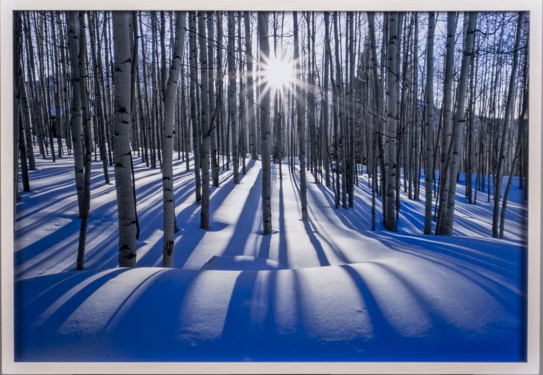 Peter Lik (American/Australian, b. 1959): Sunlit Birches (Location: Telluride, Colorado). Cibachrome color print mounted on plexiglass. Edition 441/950. Certificate of authenticity attached to the verso. Size 27 X 19 inches. Framed. Notice to