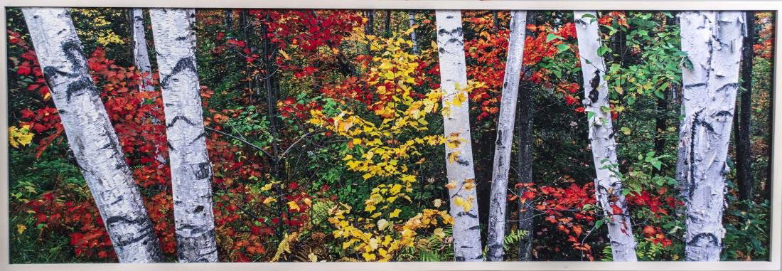 Peter Lik (American/Australian, b. 1959): Woodland Mosaic (Location: New Hampshire). Cibachrome color print mounted on plexiglass. Edition 96/950. Certificate of authenticity attached to the verso. Size 72 X 27 inches. Framed. Notice to bidde