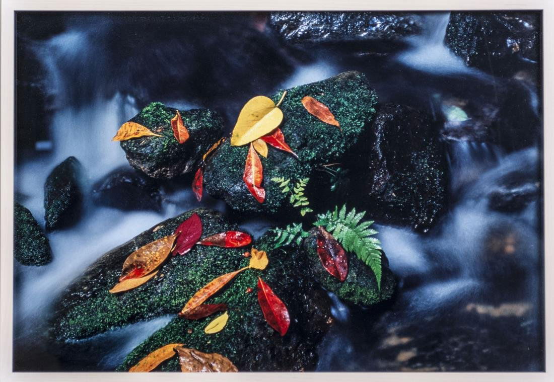 Peter Lik (American/Australian, b. 1959): Autumn Stream (Location: Daintree Rainforest, Far North Queensland). Cibachrome color print mounted on plexiglass. Edition 118/950. Certificate of authenticity attached to the verso. Size 27 X 19 inch