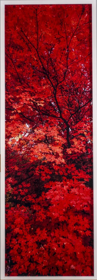 Peter Lik (American/Australian, b. 1959): Zen (Location: Ogden Valley, Utah). Cibachrome color print mounted on plexiglass. Edition 720/950. Certificate of authenticity attached to the verso. Size 41 X 14 inches. Framed. Notice to bidders: Co