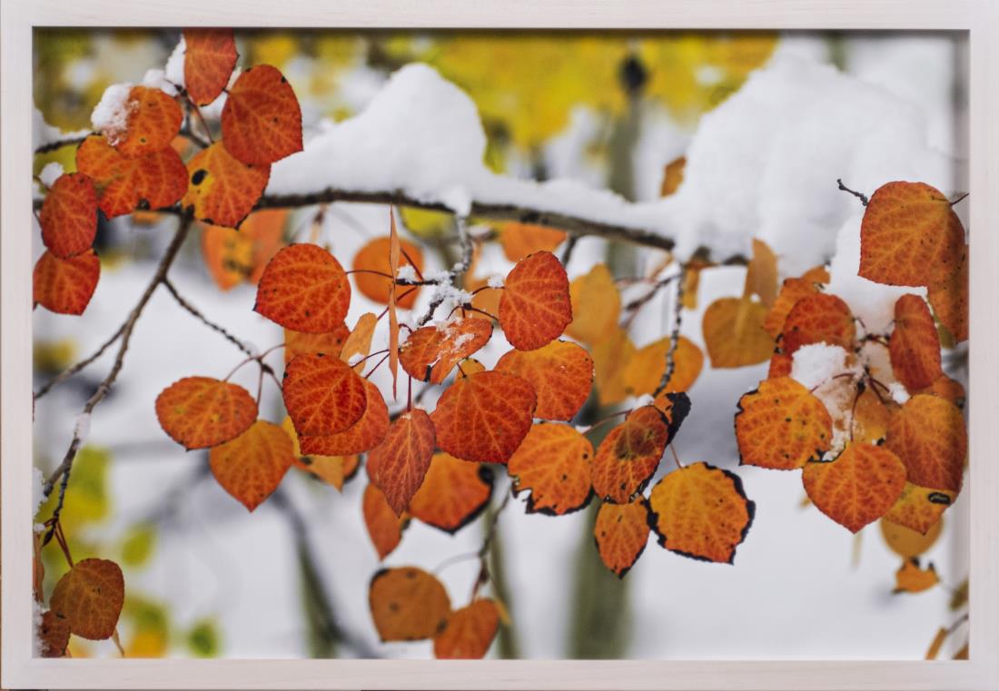 Peter Lik (American/Australian, b. 1959): Fall's Flame (Location: Colorado). Cibachrome color print mounted on plexiglass. Edition 21/950. Certificate of authenticity attached to the verso. Size 19 X 13 inches. Framed. Notice to bidders: Cond