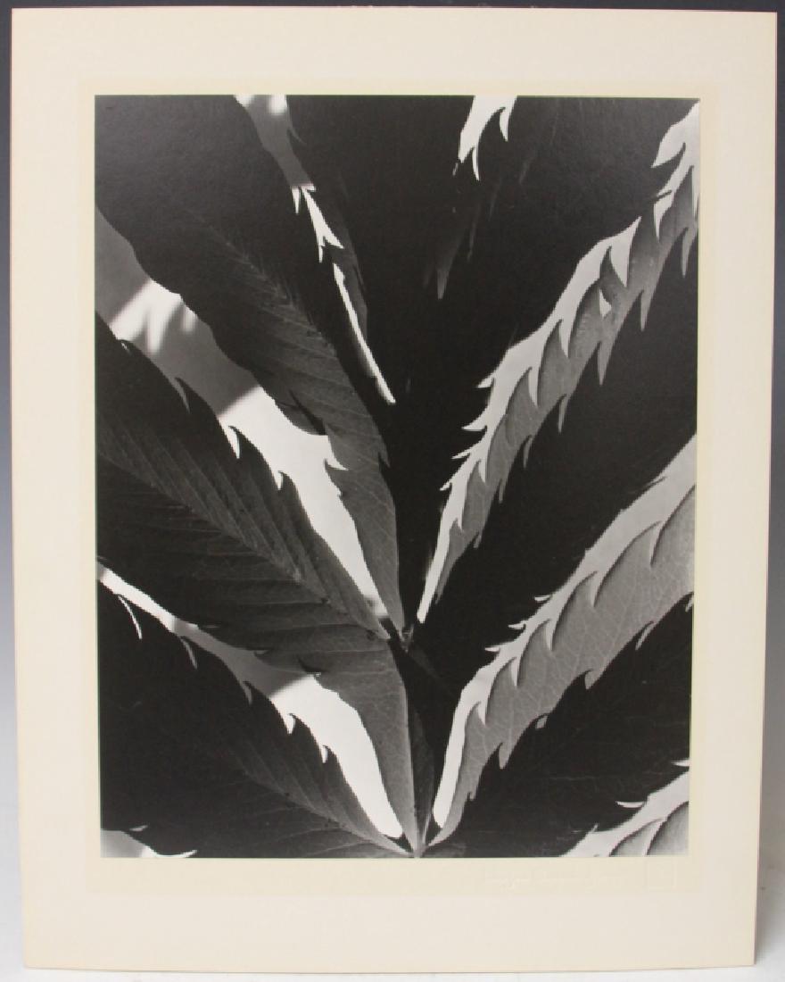 IMOGEN CUNNINGHAM (1883-1976), ESTATE PHOTO (1 of 3)