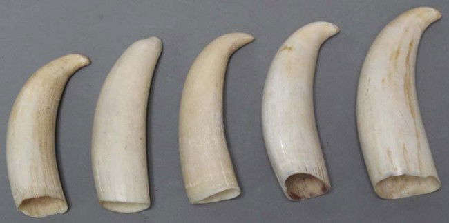 1180: LOT OF (5) IVORY WALRUS TEETH