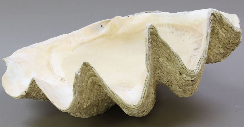 MONUMENTAL CLAM SHELL: Decorative item for pond Length- 28"