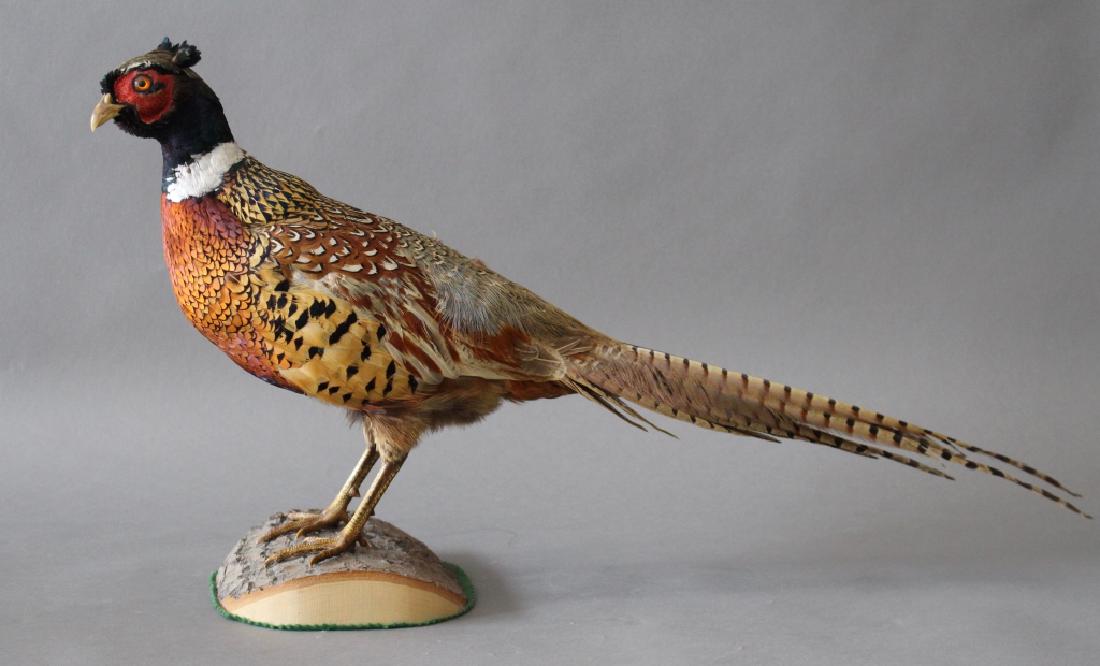 Ohio Valley Pheasant on Wood Base: Taxidermy specimen of an Ohio Valley pheasant mounted on natural wood base, with a surprised look, 29" long 15" high, good condition.