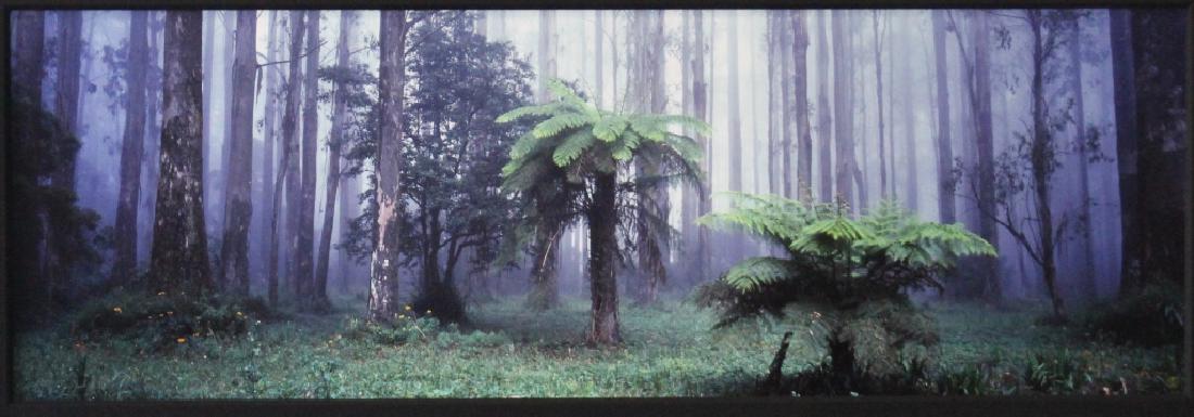Peter Lik, Photograph "Misty Forest": Australian/American b. 1959. Fine art photography limited edition, Dandenong Ranges, Victoria, 28/100, image 40" x 13" in studio frame 55" x 29", excellent condition with COA plaque.