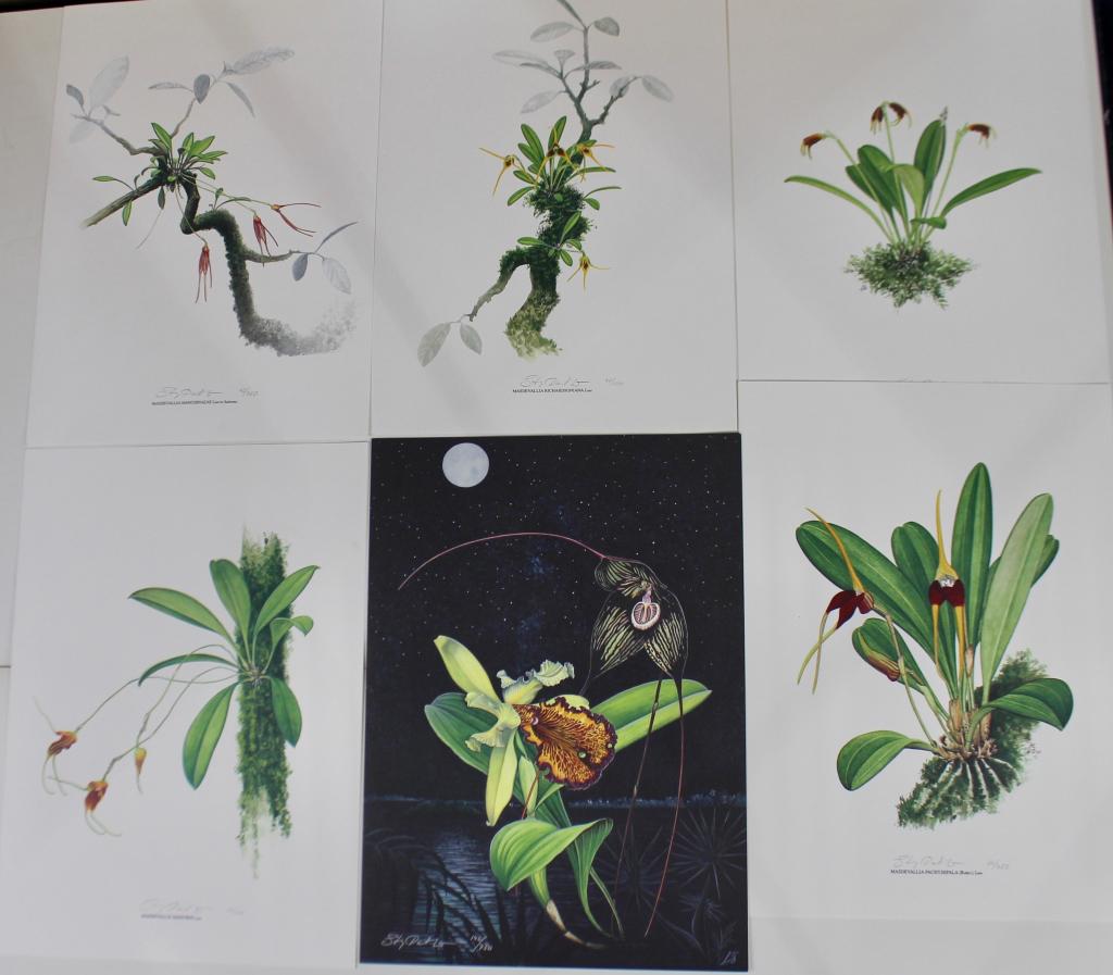 Thirteen Limited Edition Orchid Prints: each artist signed (illegible), two Masdevallia Maduroi 26 & 27/100, two Masdevallia Richardsoniana 45 & 46/100, two Masdevallia Calagrasalis 47 & 48/100, two Masdevallia Manchinazae 43 & 44/750, and 
