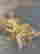 item-110647828=4