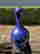 item-133729711=14