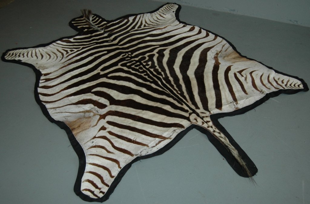 Zebra Skin Rug: Zebra skin area rug, fabric on down side, very good condition, 86" head to tail, 72' wide.