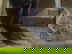 item-207516740=10