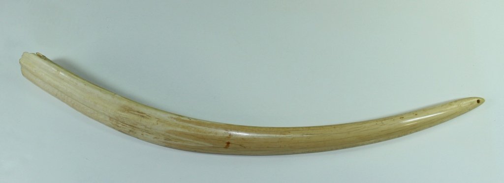 Alaskan Walrus Tusk: Alaskan walrus tusk, 31" long, end has Inuit drilled hole, good overall condition.
