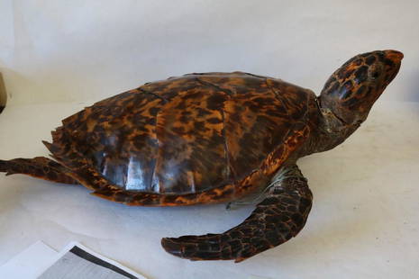 Antique Turtle Sea Taxidermy, Handsome: approx. 23 inches long, 18 inches wide