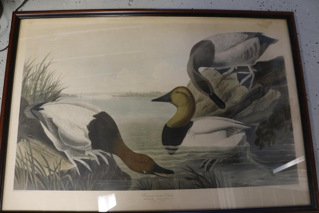 J.J. Audubon Engraving, "Canvas Back Duck" No. 61,: printed & Colored by Havell 1836, approx. 27 1/2 x 40 inches