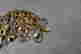item-66480751=4