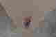 item-70629326=3