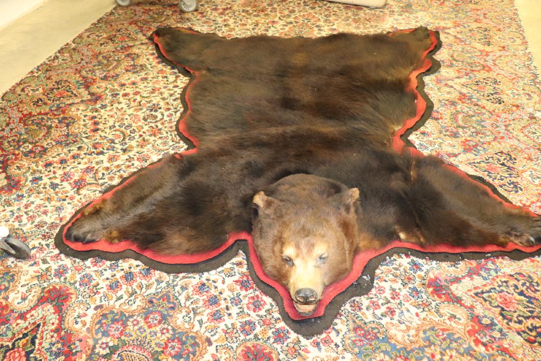 Bear Rug with Head, 1975 Maine Record Breaking Bear: full bear rug taxidermy, was a record breaking bear in 1975 for the state of Maine, some flaws see photo's has been backed with felt, approx. 69 x 75 inches