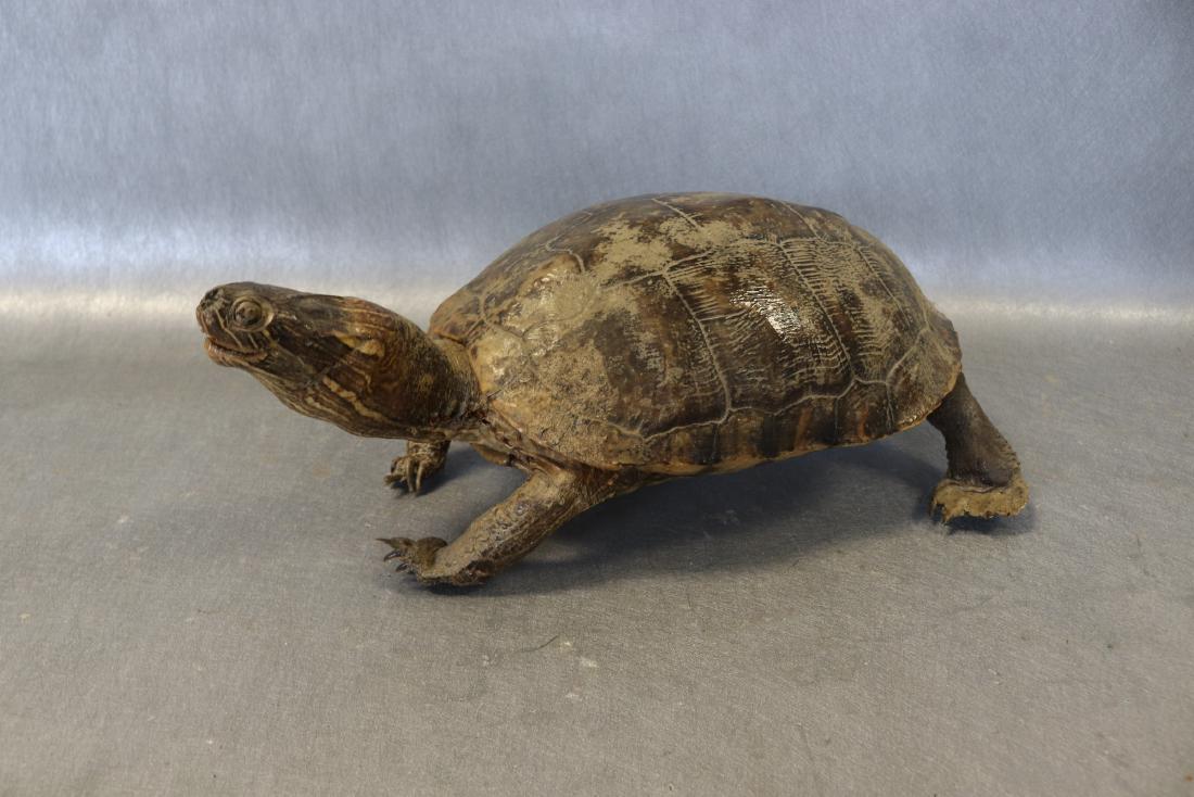 Vintage Taxidermy Turtle: Vintage taxidermy turtle, measures approx. 15 inches long and approx. 5 1/2 high at the head