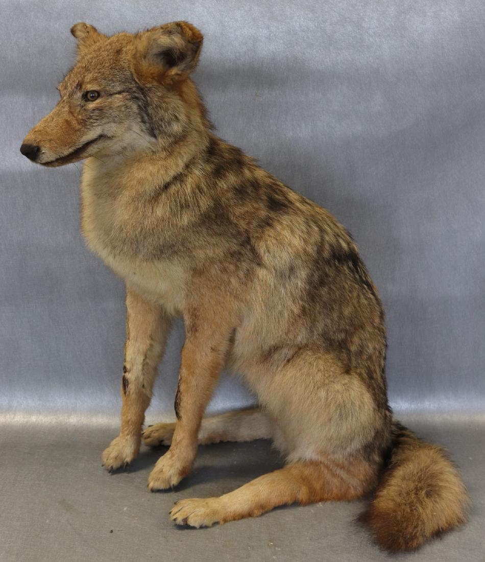 Taxidermy Coyote: seated position, vintage taxidermy, approx. 26 inches tall 22 wide, nice condition
