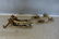 2 Pair Antique Clamp-On Ice Skates