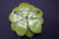 Lot of 2 Vintage 3-D Enamel Flower Brooches - 5