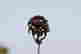 item-122678819=5