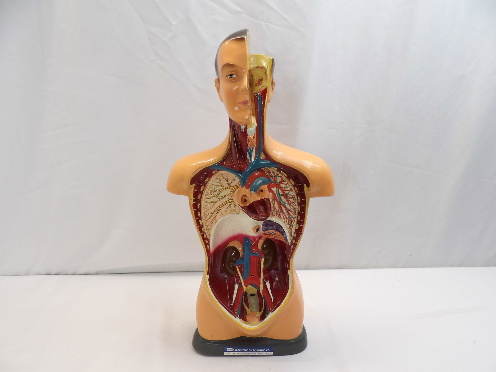 Vintage Sargent Wesh Scientific Co. Human Torso Miniature Cat # NO 95111 (1 of 7)