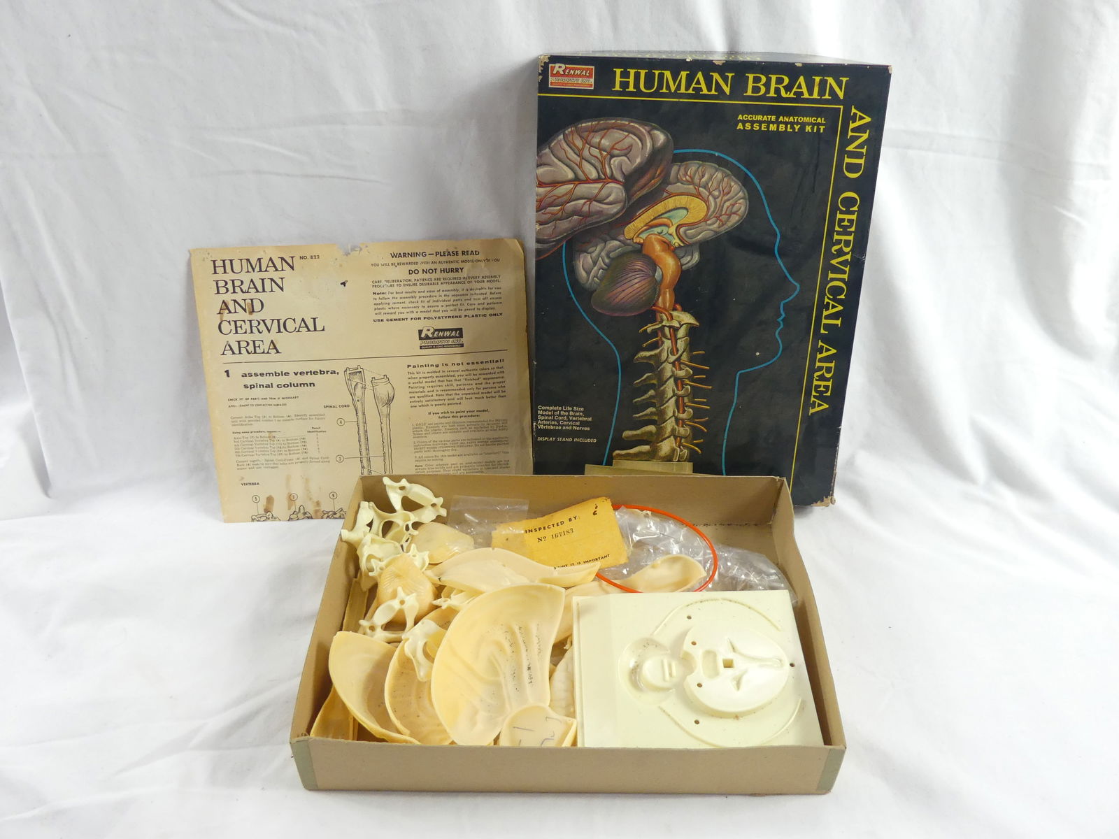 Vintage Renwal Human Brain & Cervical Area Model in Box (1 of 4)