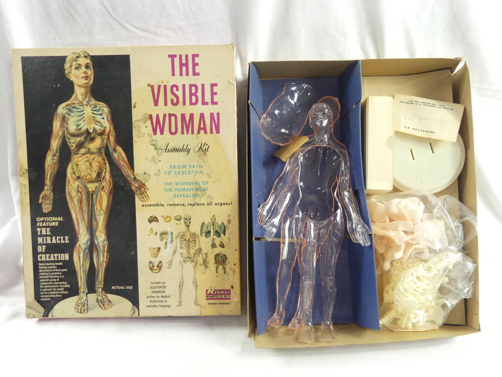 Vintage Renwal "The Visible Woman"  Model New in Box (1 of 9)