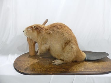 Large Vintage Norther American Taxidermy Blonde Beaver