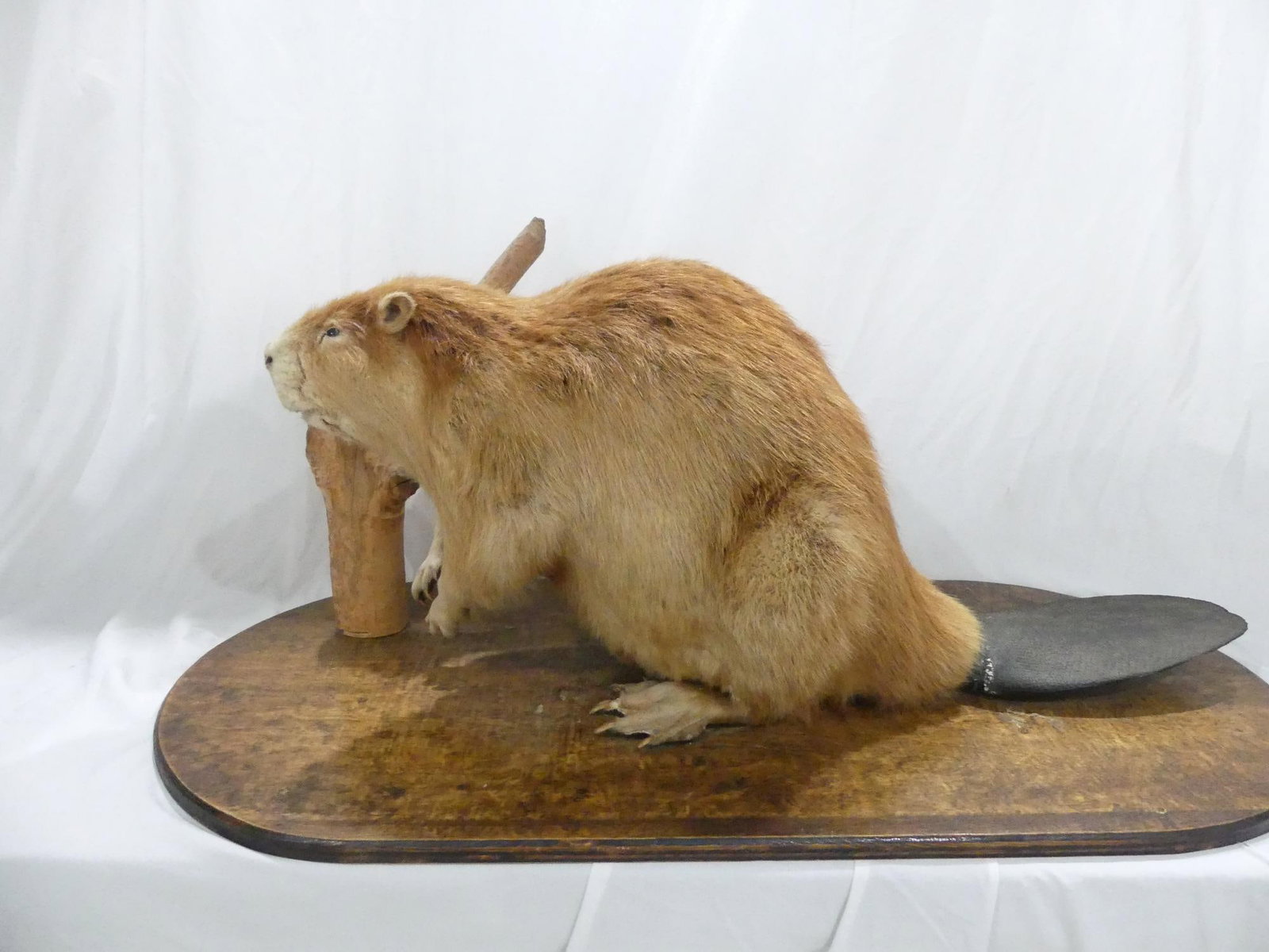 Large Vintage Norther American Taxidermy Blonde Beaver: Approx. 43 long, 17 tall, includes wood base, good condition, see photo's
