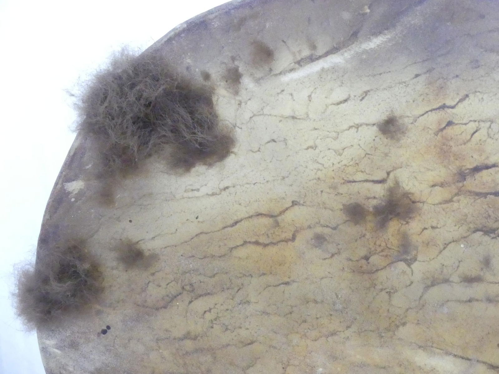 Antique Hand Made Shaman's Drum, Real Animal Skin (1 of 10)