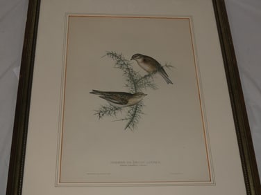 Antique Hand Colored Lithograph "Common OR Brown Linnet"
