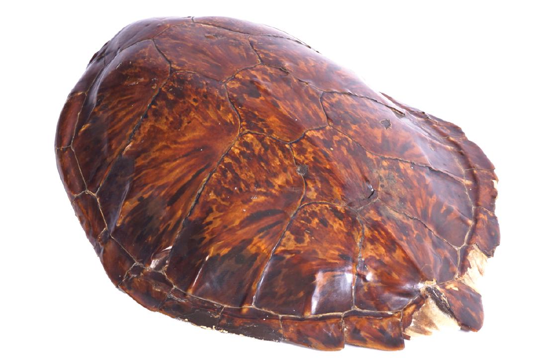 LATE NINETEENTH/EARLY TWENTIETH CENTURY TROPHY (1 of 1)