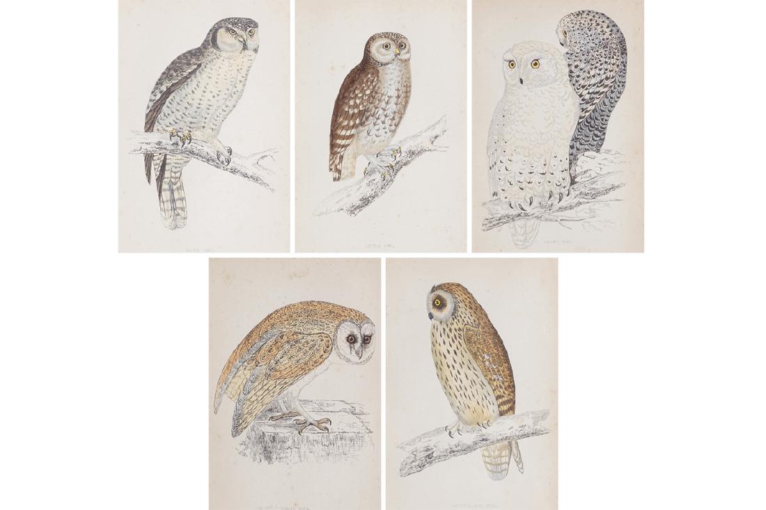 SET OF FIVE PRINTS (1 of 1)