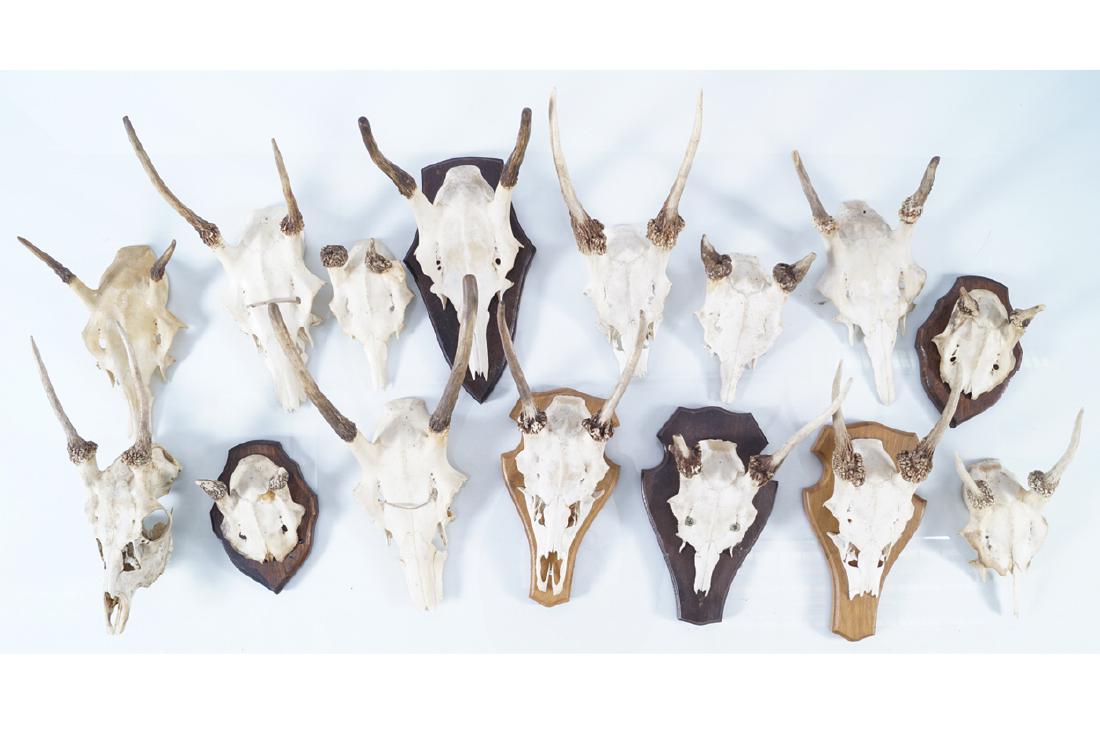 TAXIDERMY: GROUP OF FIFTEEN MOUNTED TROPHY SKULLS (1 of 1)