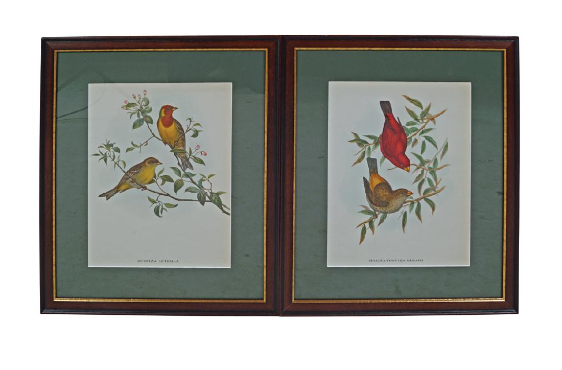 SET OF FOUR NINETEENTH-CENTURY PERIOD ORNITHOLOGICAL: After the illustrator John Gould Dimensions: 33 x 27 cm.
