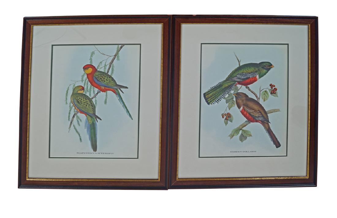 SET OF FOUR NINETEENTH-CENTURY ORNITHOLOGICAL: after the illustrator John Gould Dimensions: 33 x 27 cm.