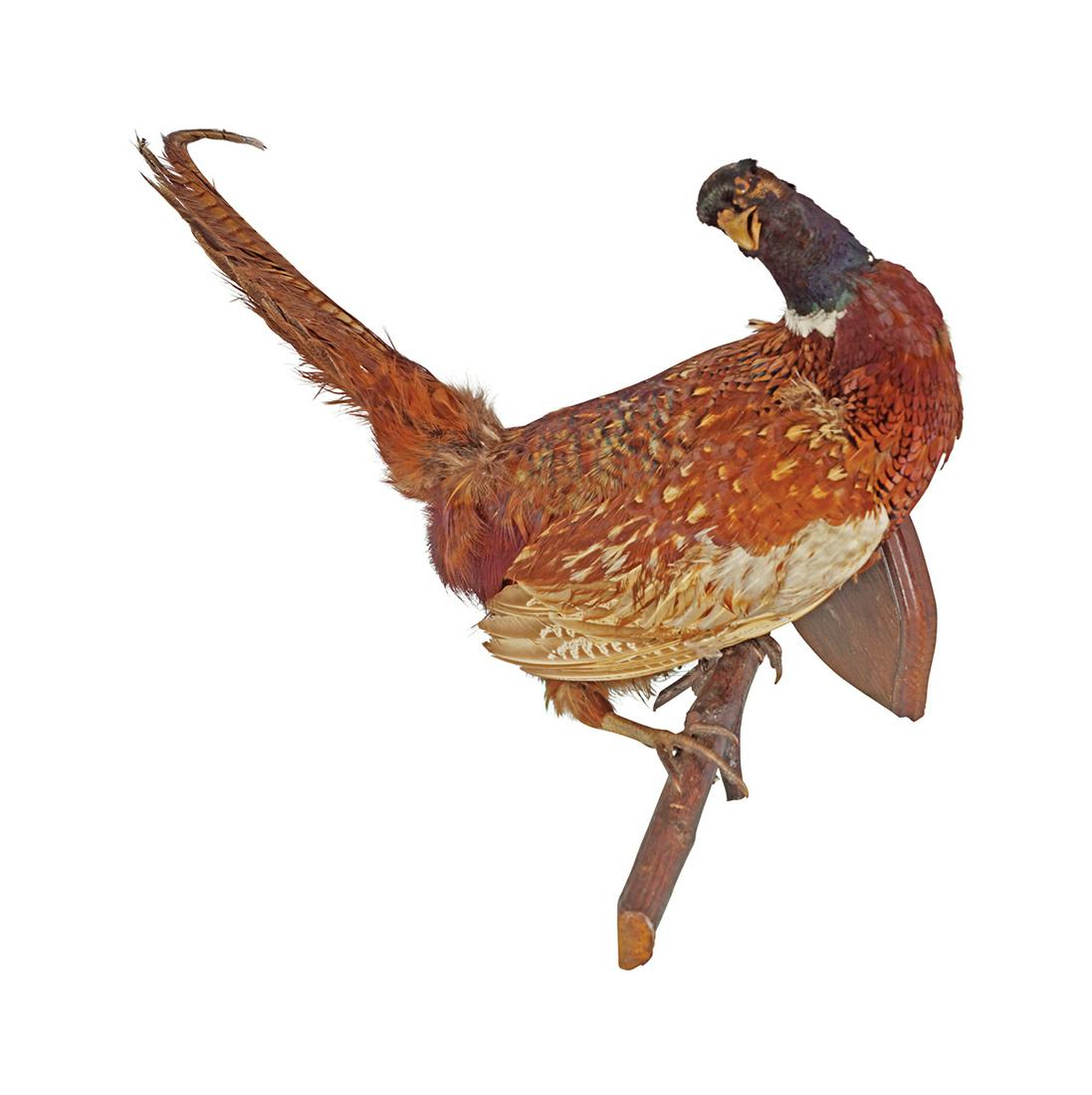 TAXIDERMY: PHEASANT MOUNTED ON A SHIELD (1 of 1)