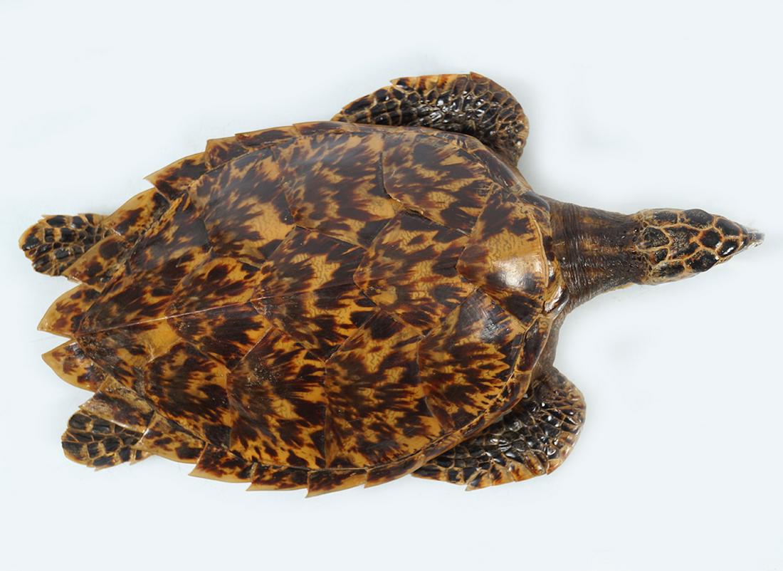 TAXIDERMY: TURTLE (1 of 2)