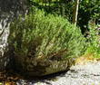 18TH-CENTURY STONE TROUGH