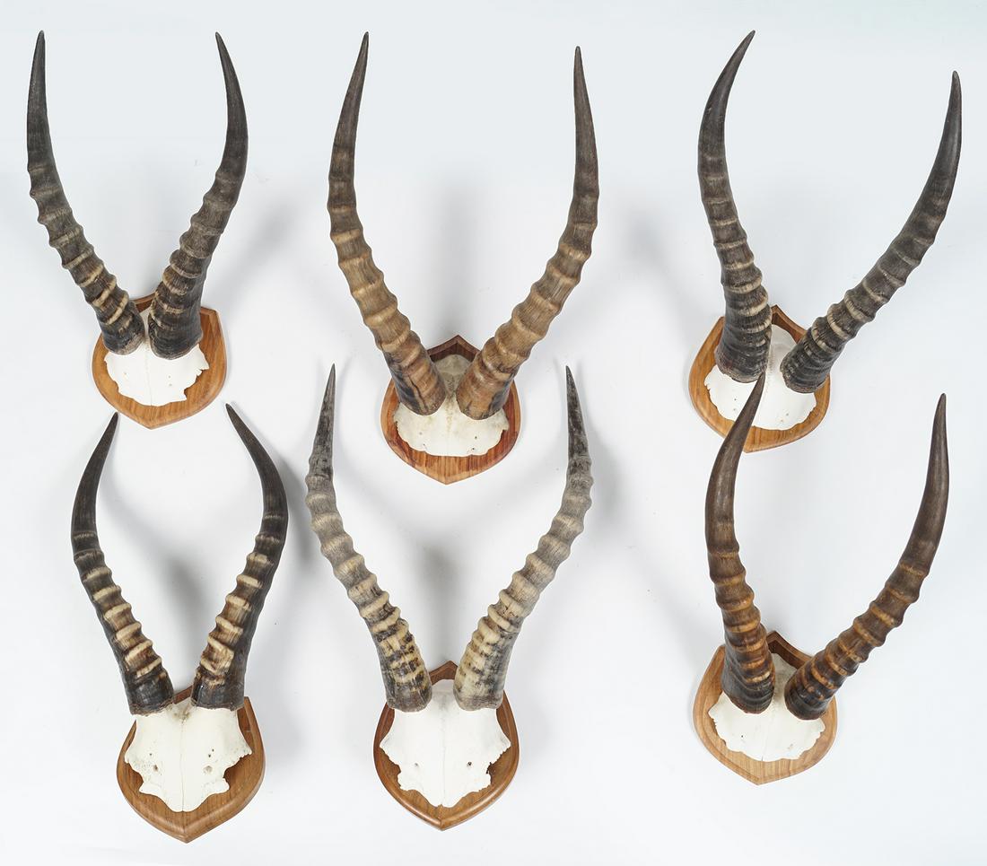TAXIDERMY: GROUP OF 6 ANTELOPE ANTLERS (1 of 2)