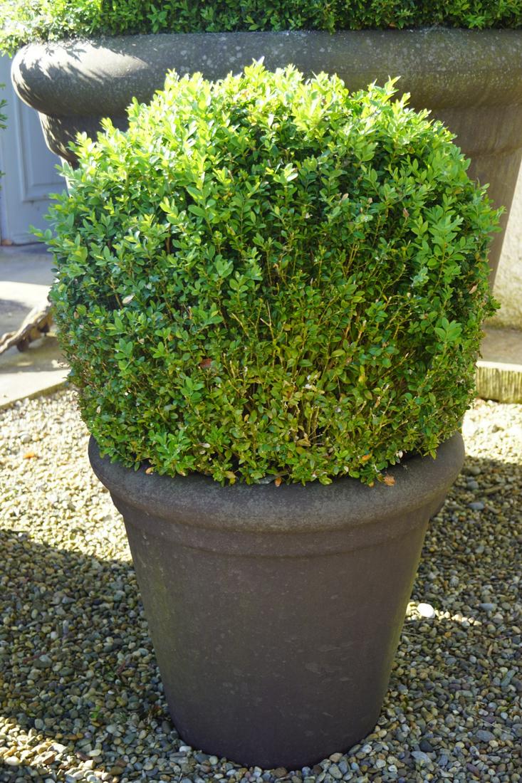 PAIR OF BOX HEDGE BALLS: each in a tapered jardiniere. 50 cm. high; 50 cm. in diameter; Approximate Time: 15:58 Lot No: 733 Category: Garden & Decorative Objects