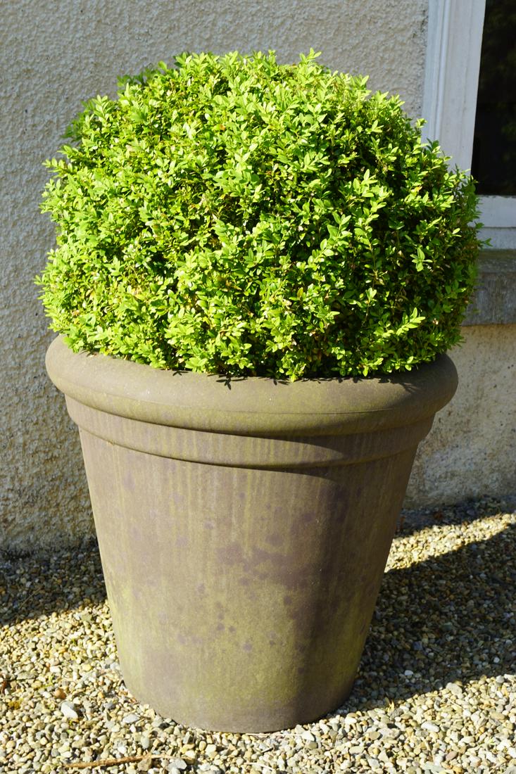 PAIR OF BOX HEDGE BALLS: each in a tapered jardiniere. 69 cm. high; 80 cm. in diameter; Approximate Time: 16:04 Lot No: 739 Category: Garden & Decorative Objects