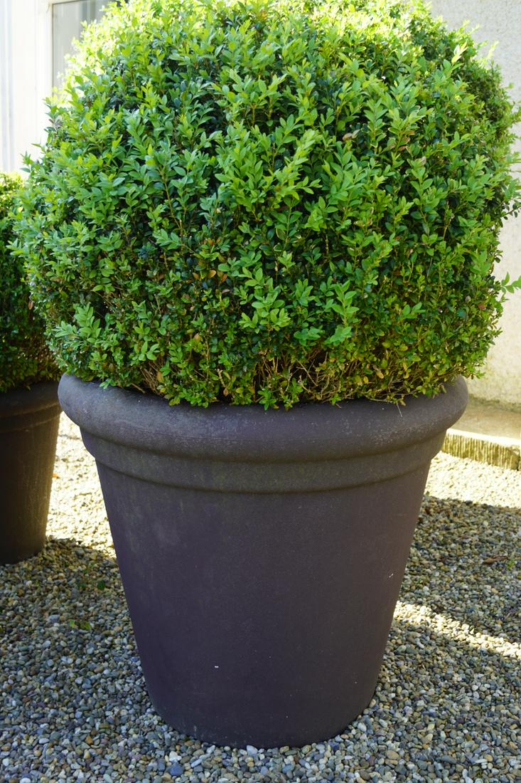 PAIR OF BOX HEDGE BALLS: each in a tapered jardiniere. 70 cm. high; 80 cm. in diameter; Approximate Time: 16:13 Lot No: 749 Category: Garden & Decorative Objects