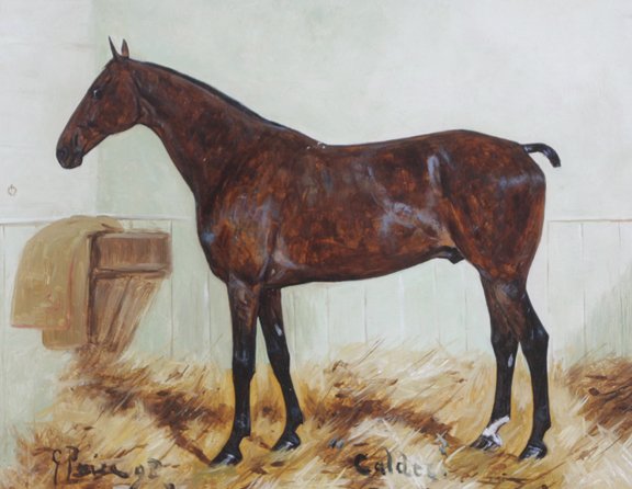 George Paice: George Paice , Chestnut hunter “Calder” , Oil on canvas 24 x 31 cm.