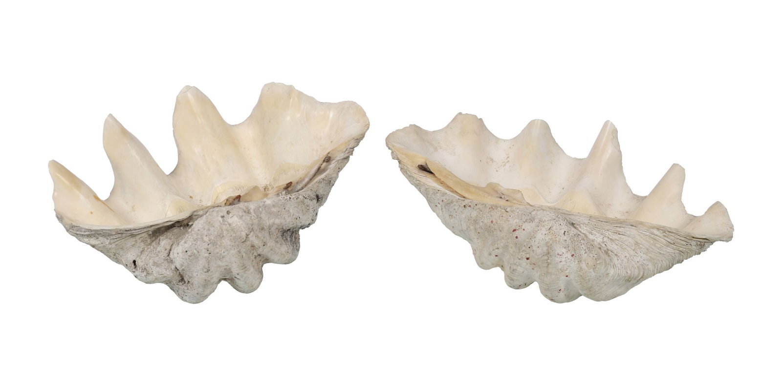 LARGE NATURAL GIANT CLAM SHELLS (TRIDACNA GIGAS): Two substantial natural giant clam shells, the interior with creamy-white patination and organic surface texture, displaying natural ribbing and undulating form. Mounted on a matching section of exter